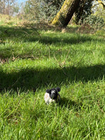 Tessa The Bobbly Sheep
