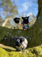 Helen The Herdi Sheep