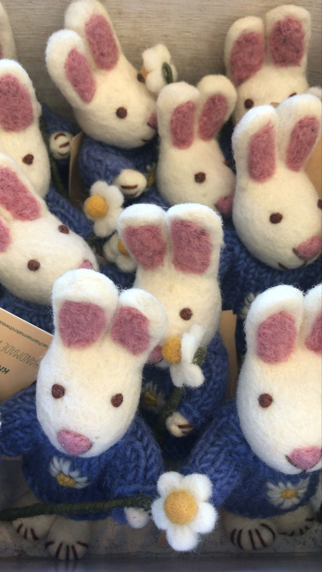 Daisy The Rabbit